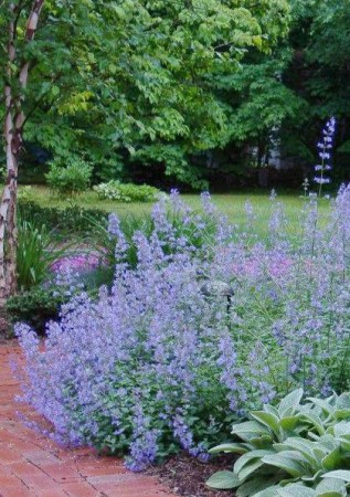 NEPETA x faassenii Blue Lagoon